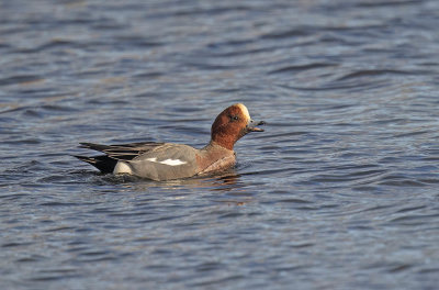 Wigeon