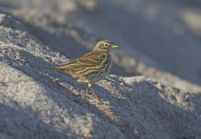 Meadow Pipit