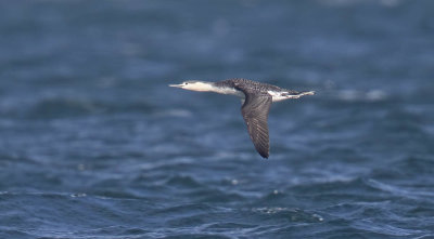 Red-throated Diver