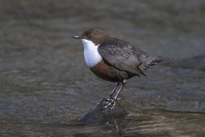 Dipper