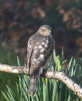 Sparrowhawk (1st w male)