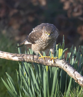 Sparrowhawk (1st w male)