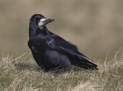 Rook