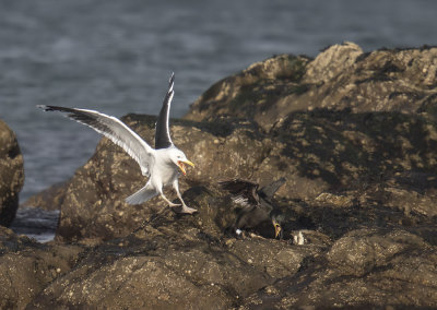 Great Black-backed Gull attacking a Shag