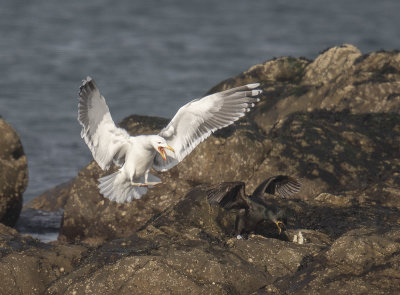 Great Black-backed Gull attacking a Shag