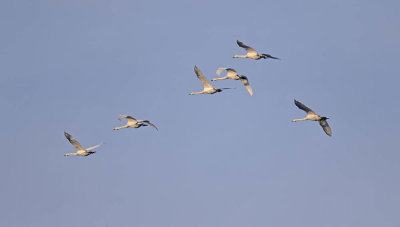 Whooper Swans