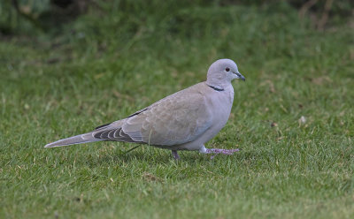 Collared Dove