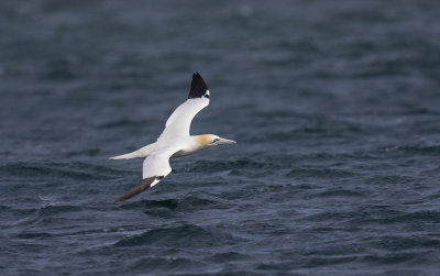 Gannet
