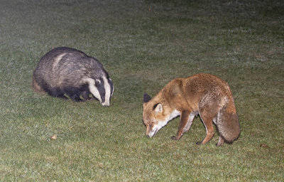Badger and fox