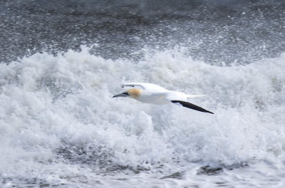 Gannet