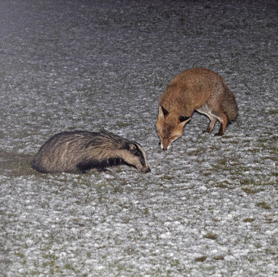 Badger and Fox