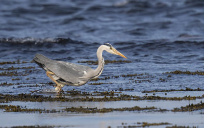 Grey Heron