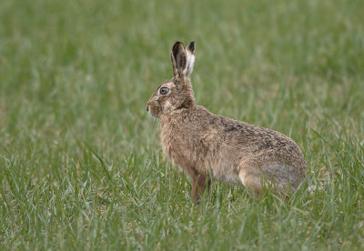 Brown Hare
