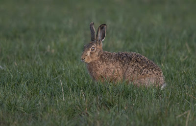 Hare