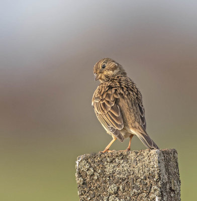 Corn Bunting