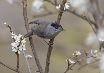 Blackcap