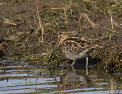Snipe