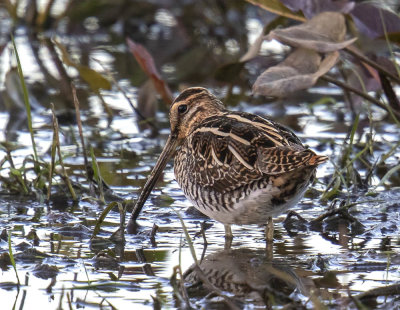 Snipe