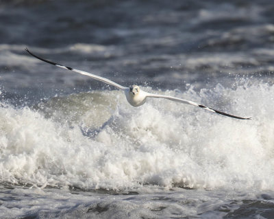 Gannet