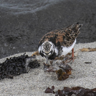 Turnstone