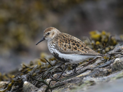 Dunlin