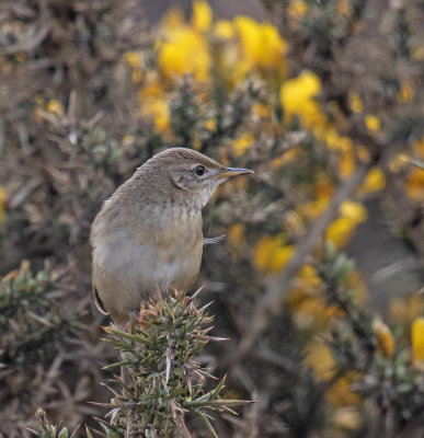 Grasshopper Warbler