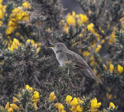 Grasshopper Warbler