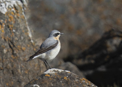 Wheatear