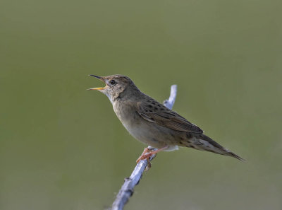 Grasshopper Warbler