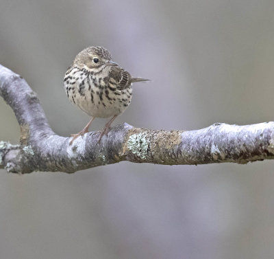 Tree Pipit