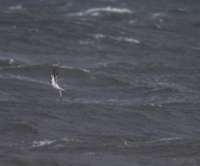 Gannet