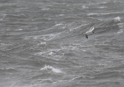 Gannet