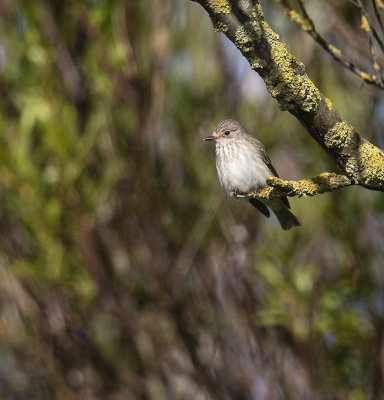 Spotted Flycatcher