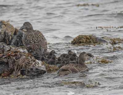 Eider with ducklings