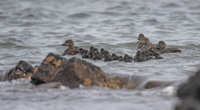 Eider with ducklings