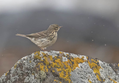 Meadow Pipit