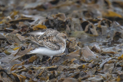 Sanderling