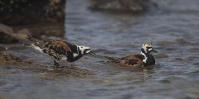 Turnstones