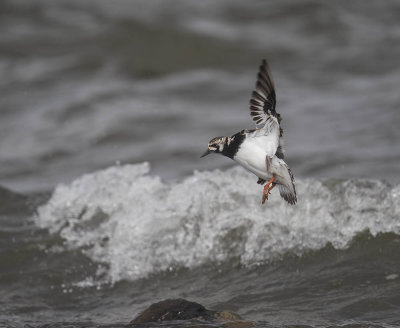 Turnstone