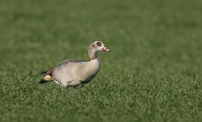 Egyptian Goose