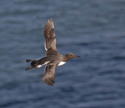 Guillemot