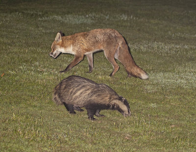 Badger and Fox