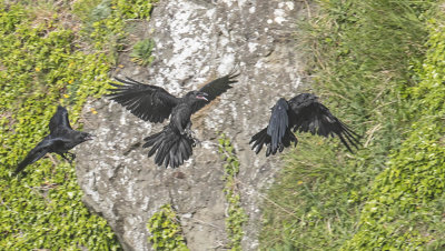 Ravens