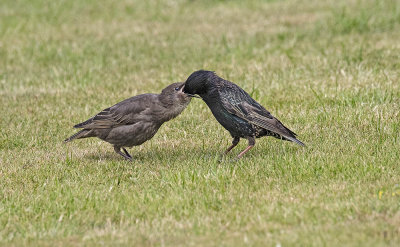 Starlings