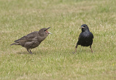 Starlings