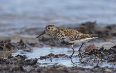 Dunlin