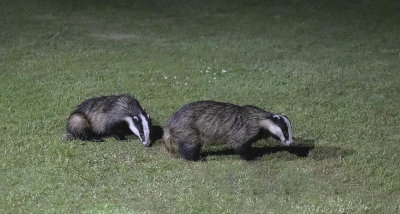 Badger and cub