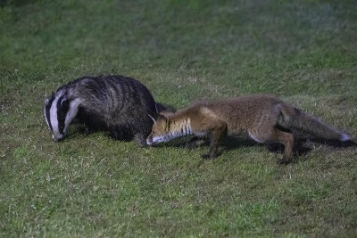 Badger and fox cubs