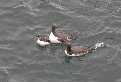 Guillemots