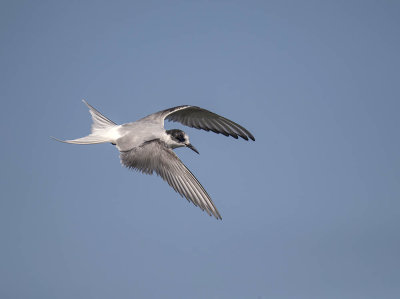 Arctic Tern (1st summer)